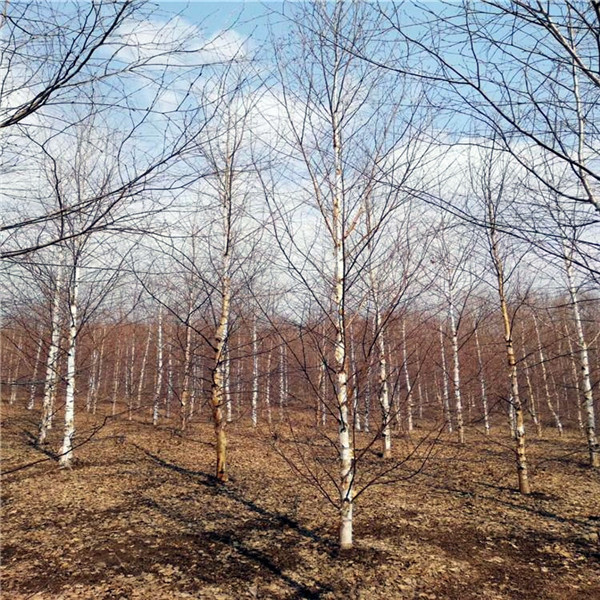 白樺樹
