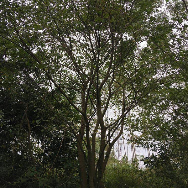 行道樹種植間距多少米一顆?