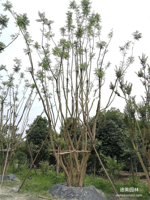 15-25公分藍花楹怎么賣?15公分1500元特價處理