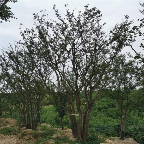 叢生樸樹(shù)基地實(shí)拍圖