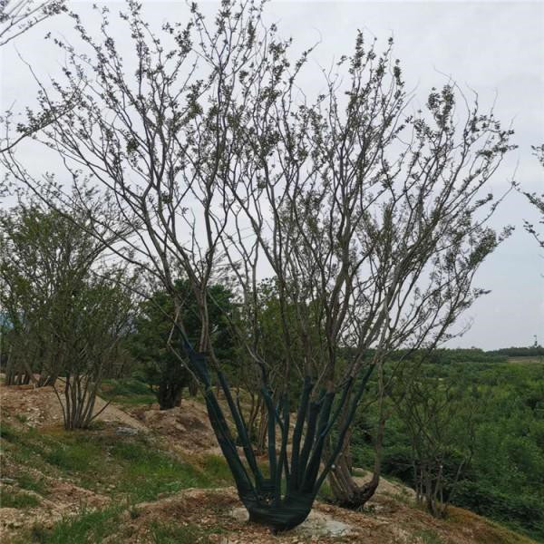 叢生樸樹(shù)基地實(shí)拍圖