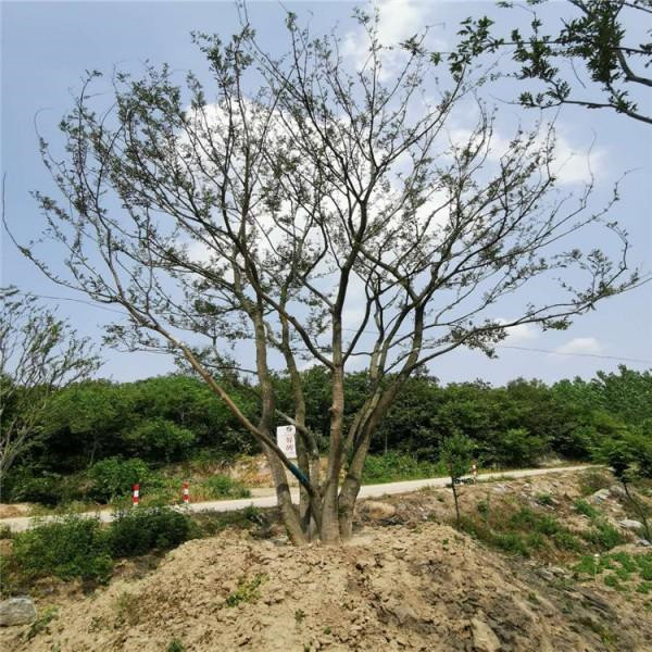 叢生樸樹(shù)基地實(shí)拍圖