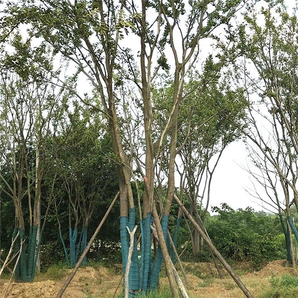 叢生樸樹(shù)基地實(shí)拍圖
