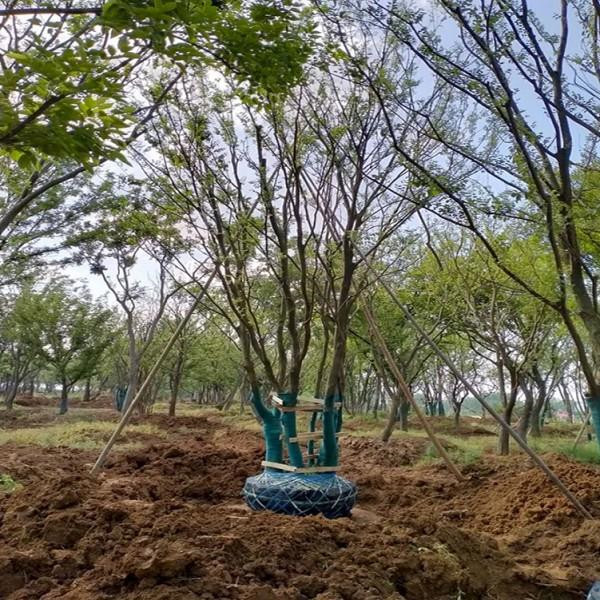 叢生樸樹(shù)基地實(shí)拍圖