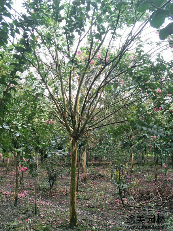 紫薇樹種植行距是多少?