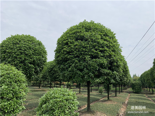 2020成都5~8公分桂花樹(shù)批發(fā)價(jià)格是多少？