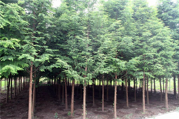 成都水杉基地實(shí)拍圖片